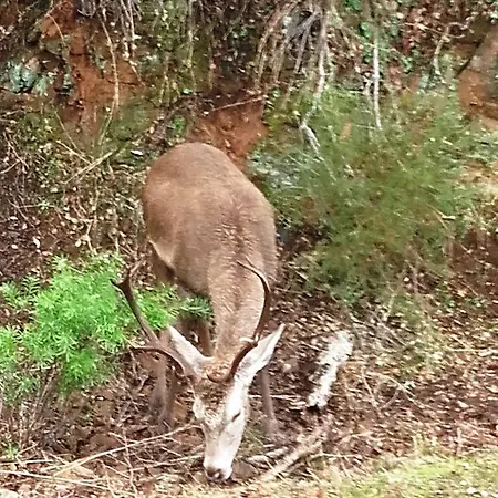 Peña Falcón Casa rural Torrejón el Rubio