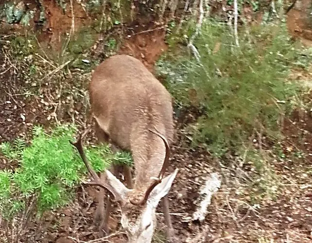 Pena Falcon Landhuis Torrejón el Rubio